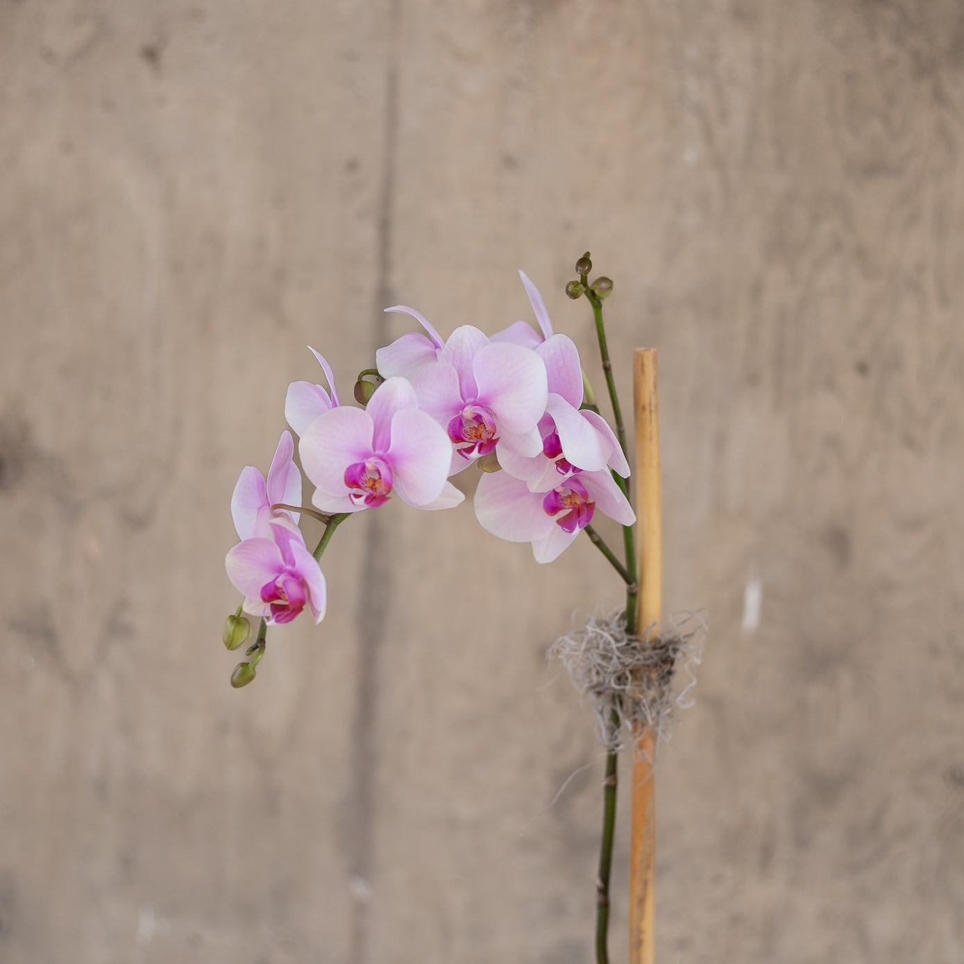 Mother's Day Orchid