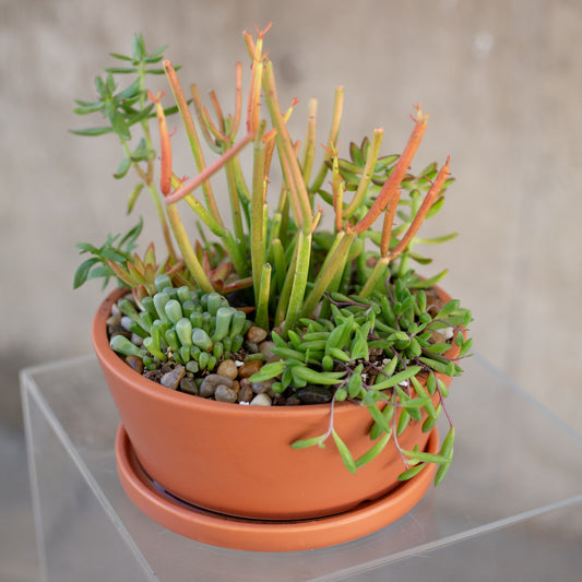 Succulent Garden