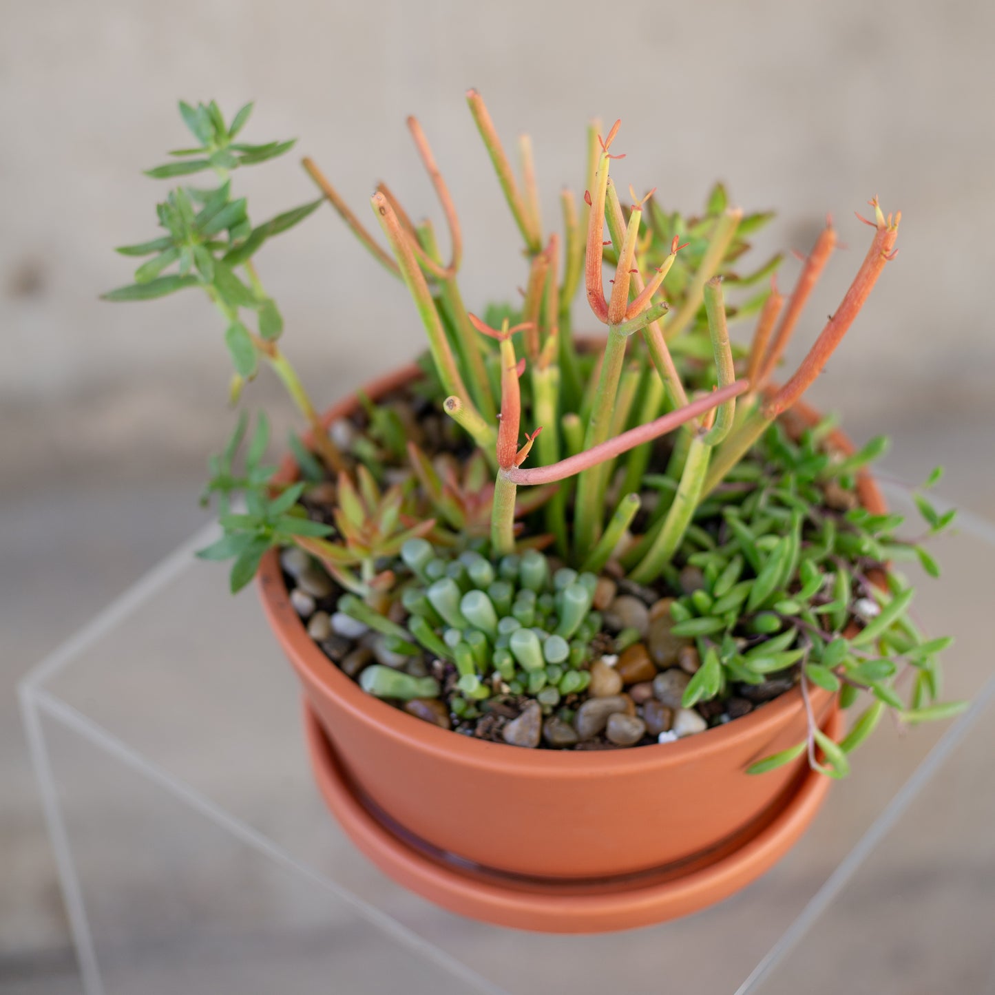 Succulent Garden