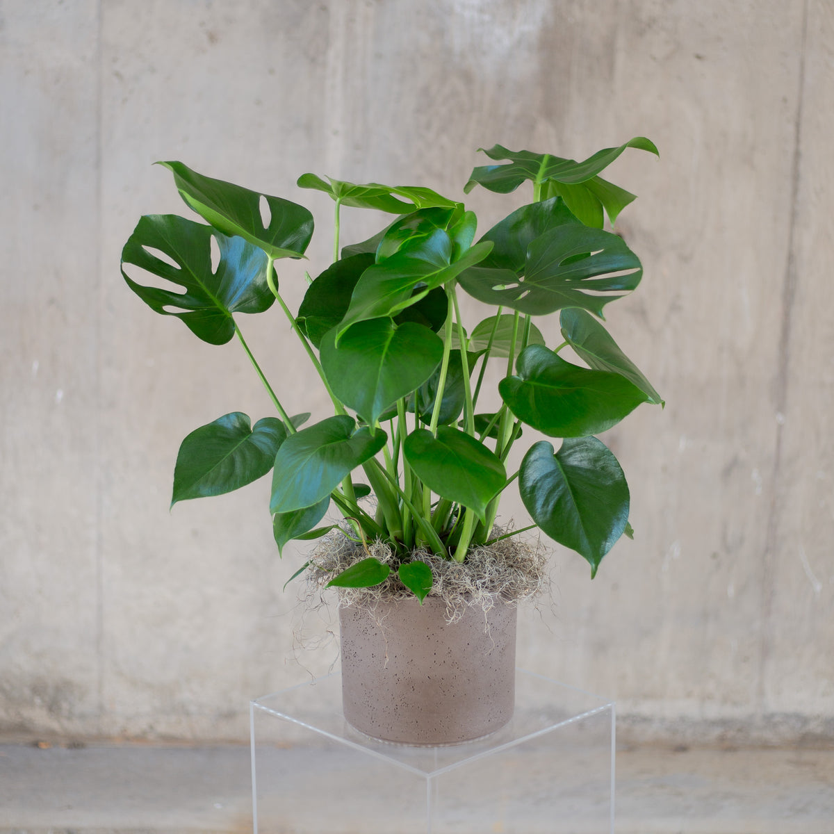 Large Split Leaf Philodendron Plant (Monstera)