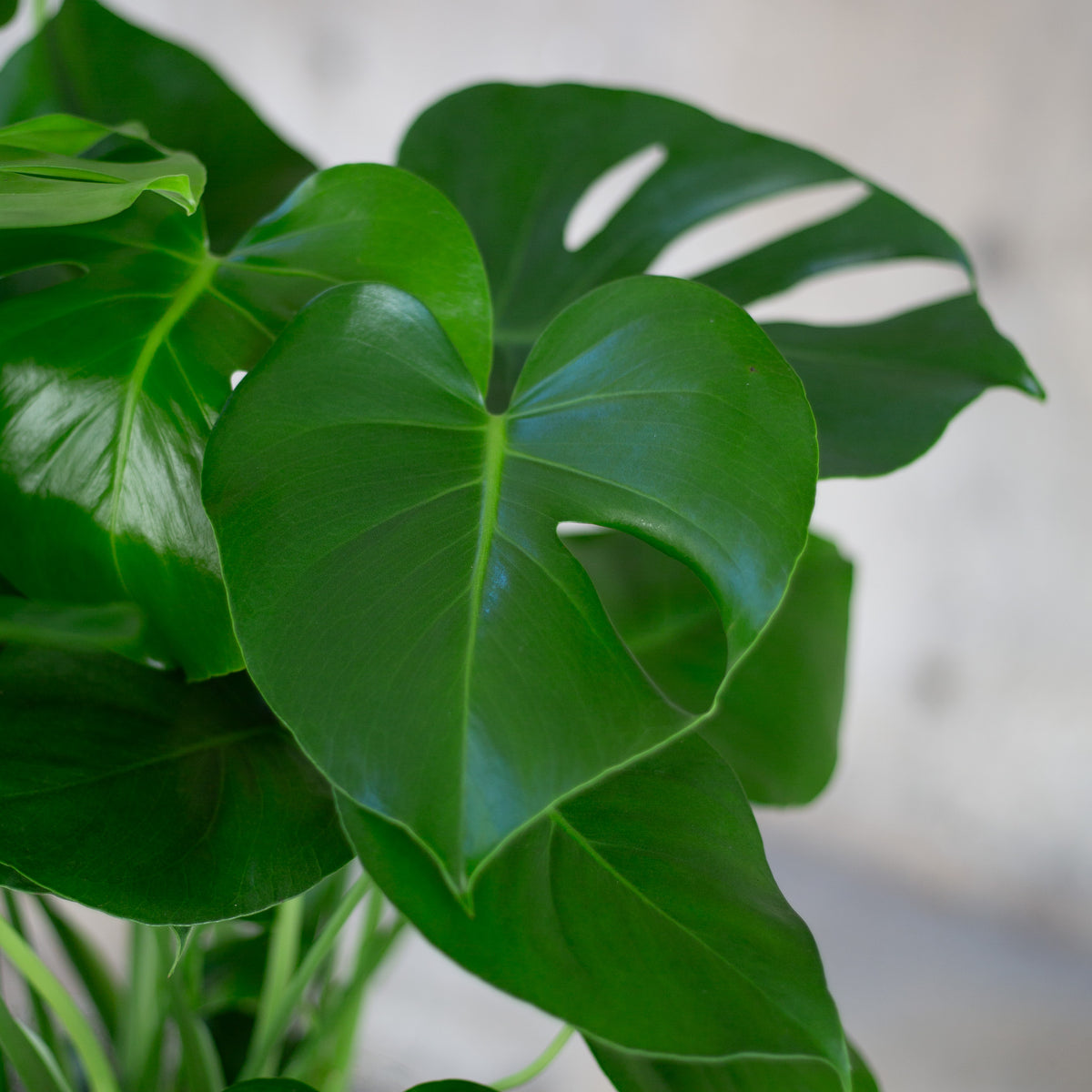 Large Split Leaf Philodendron Plant (Monstera)