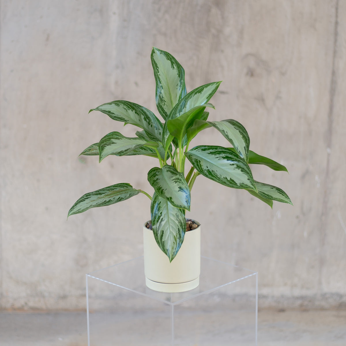 Medium Chinese Evergreen Plant