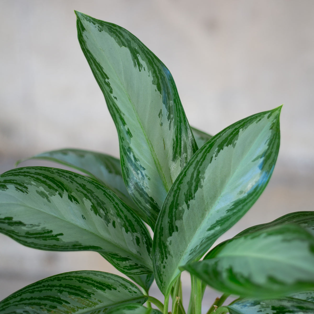 Medium Chinese Evergreen Plant