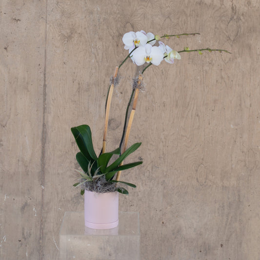 Mother's Day Orchid