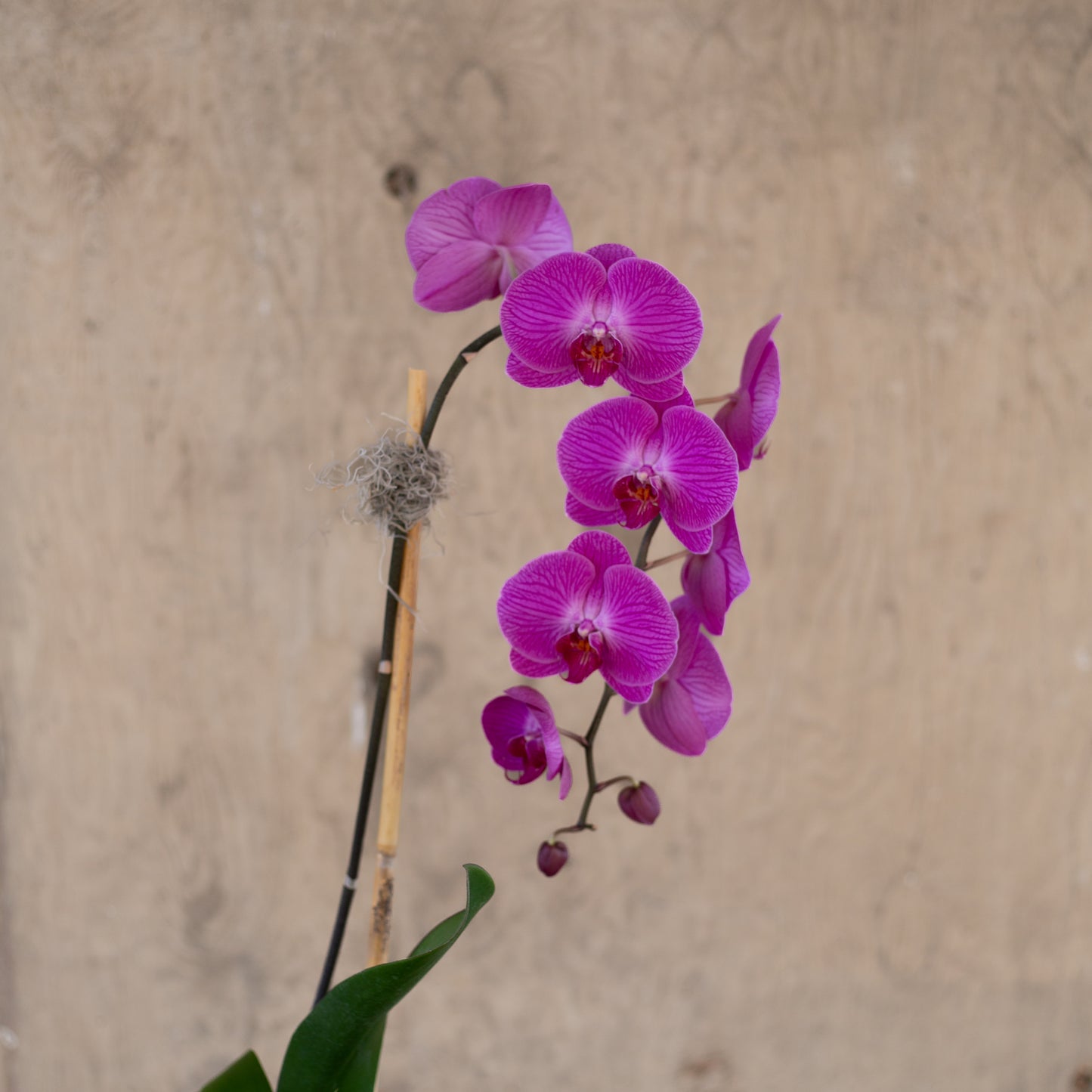 Mother's Day Orchid