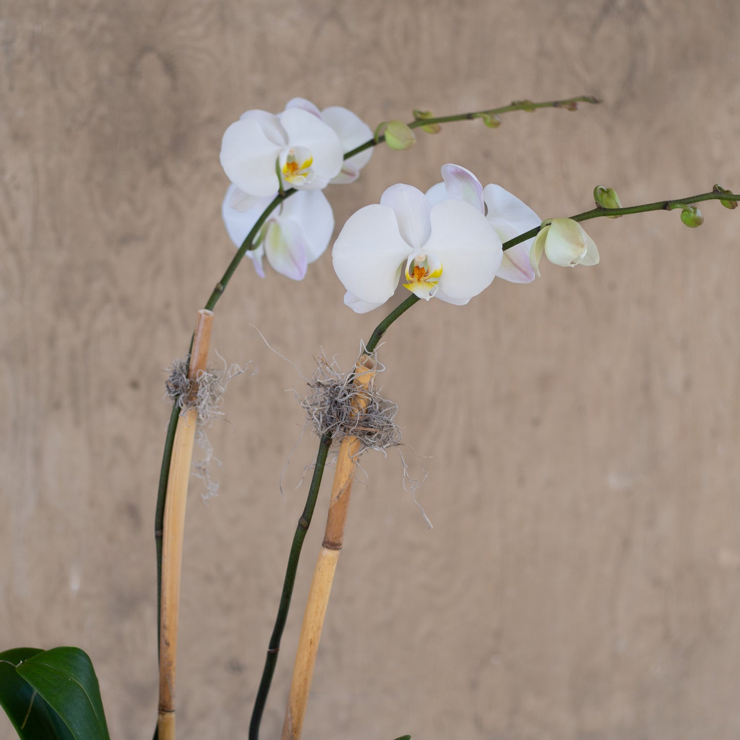 Mother's Day Orchid