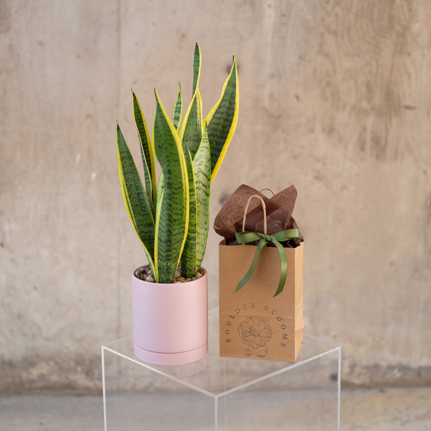Build-a-Bundle: Plant + Choose Your Gifts