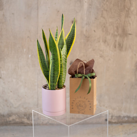 Build-a-Bundle: Plant + Choose Your Gifts