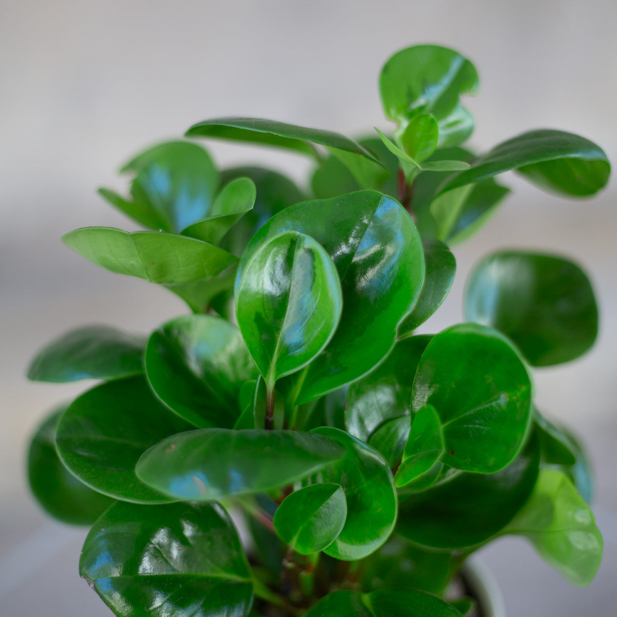 Small Peperomia Plant
