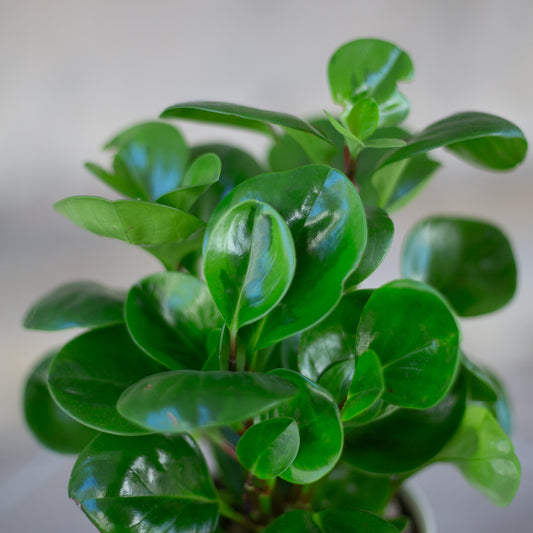 Small Peperomia Plant