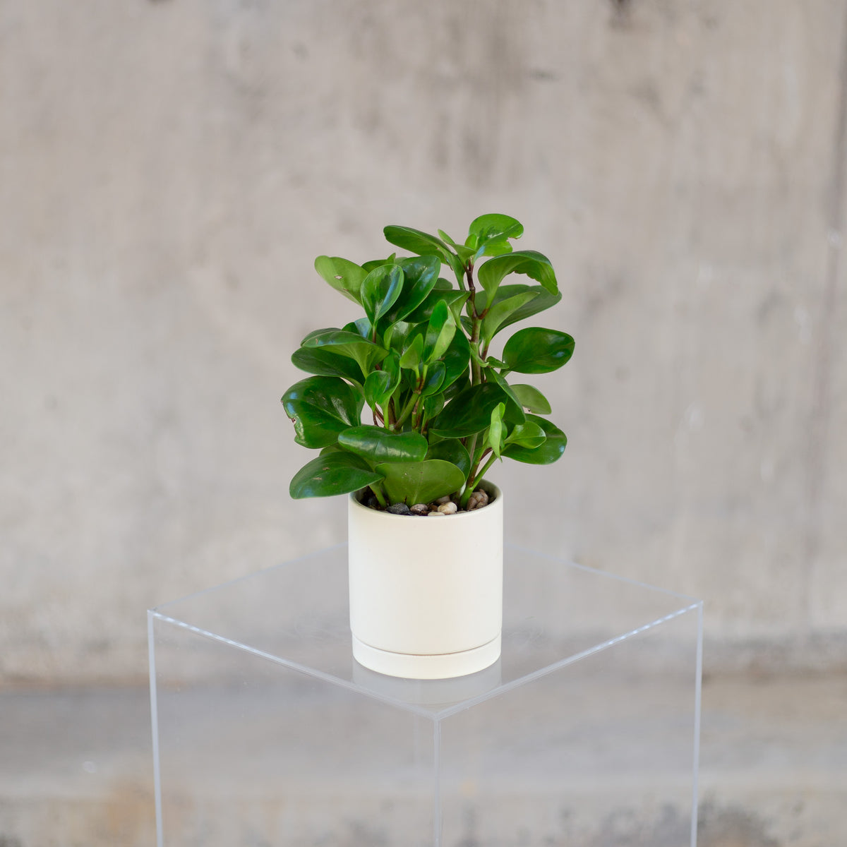 Small Peperomia Plant