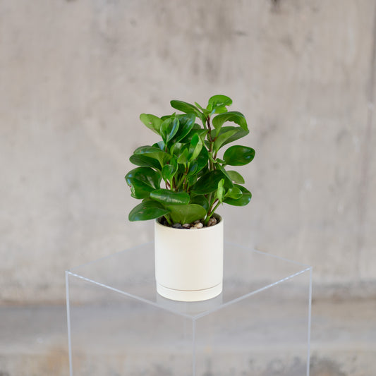 Small Peperomia Plant
