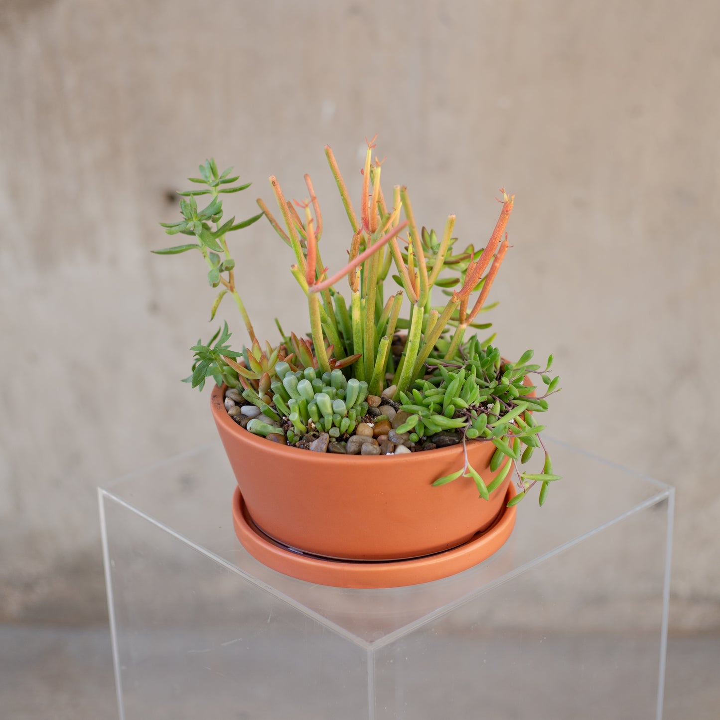 Succulent Garden