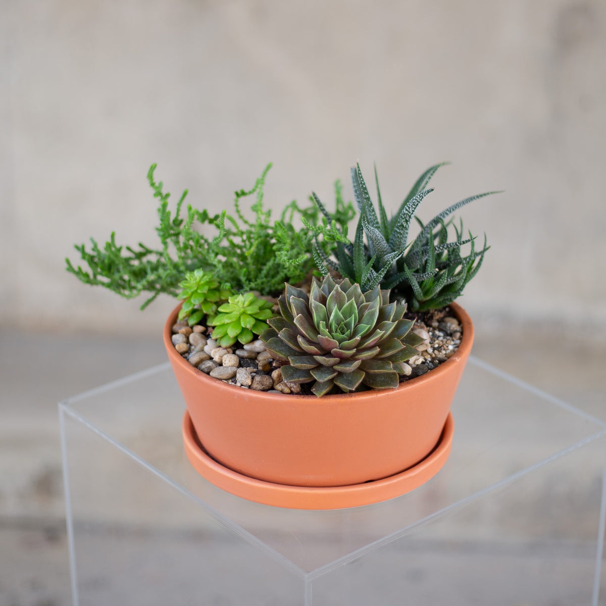Succulent Garden