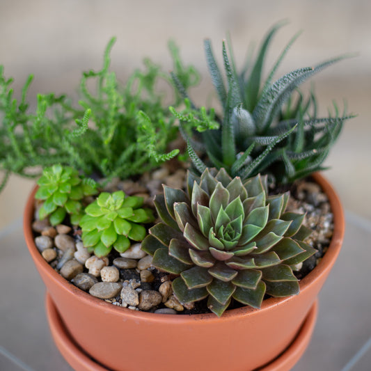 Succulent Garden