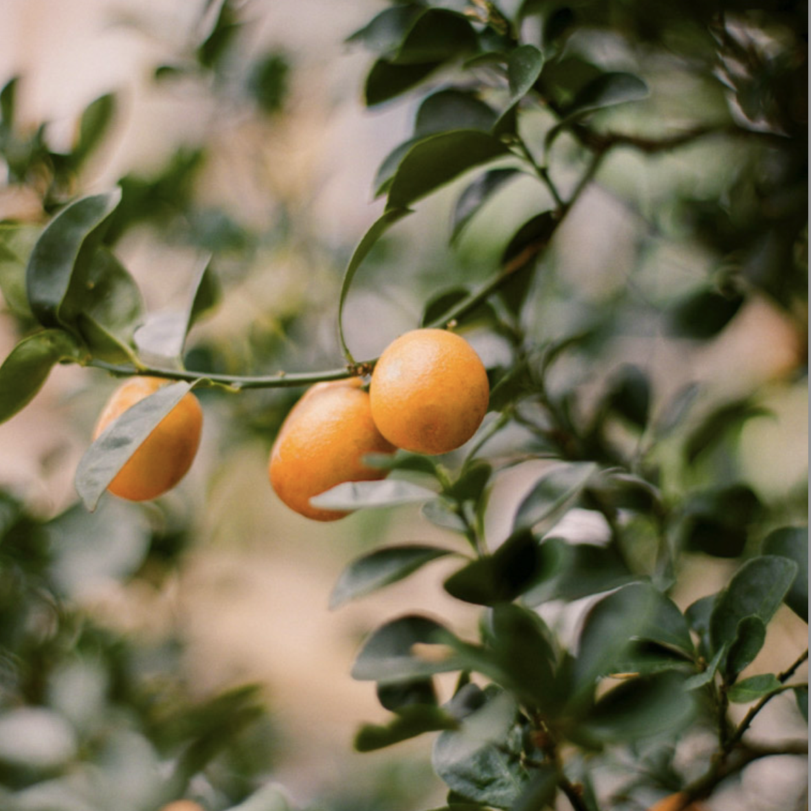 Orange Blossom Honey by Anellabees